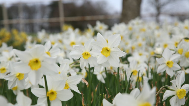 Blooming daffodils in the foreground. Daffodils are white with a yellow centre.